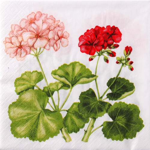 냅킨아트 188563 Geranium 냅킨20매 33x33cm